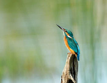 Faune des marais<br>NIKON D700, 850 mm, 1400 ISO,  1/1000 sec,  f : 9 